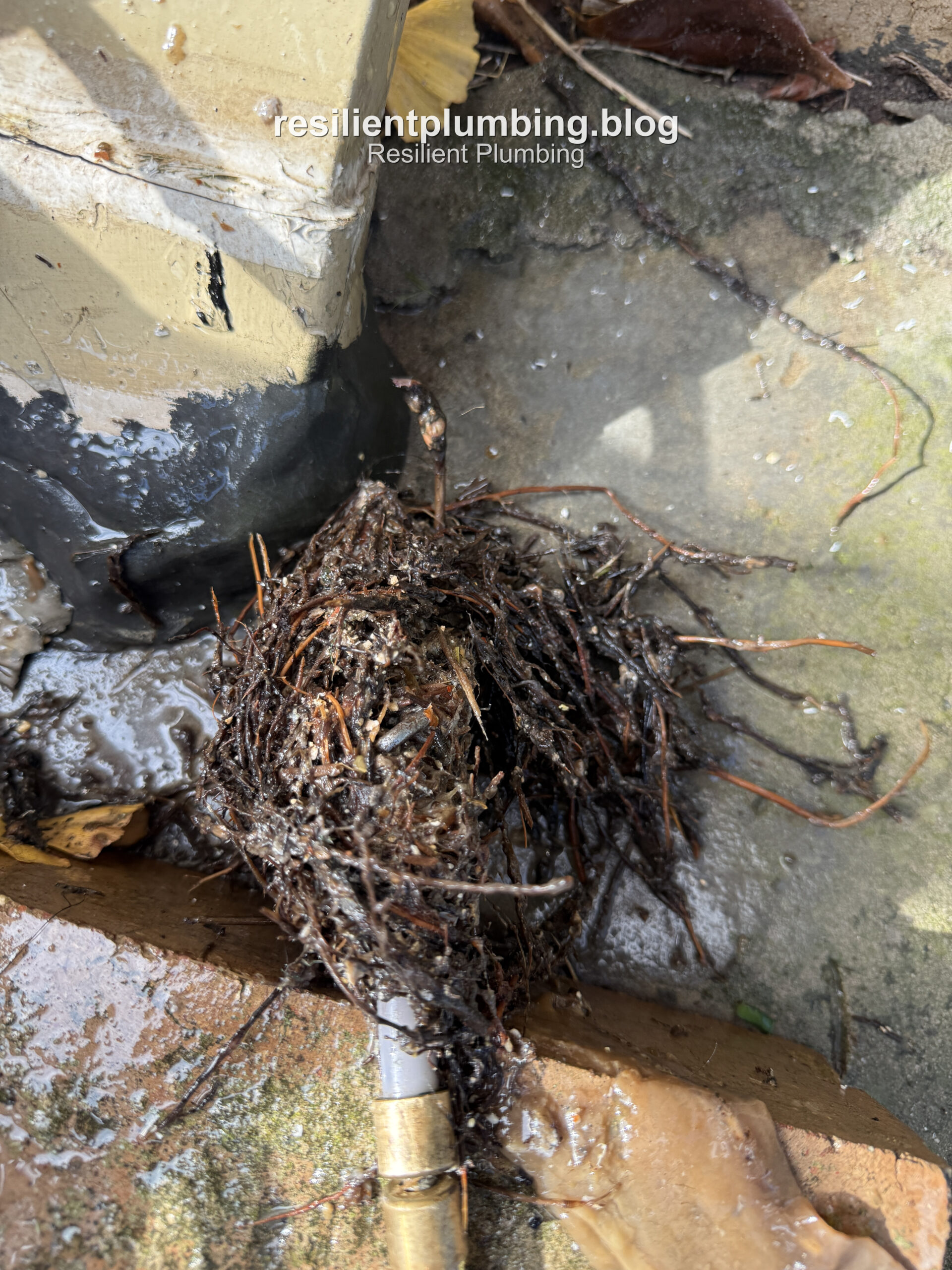 Tree root mass inside underground drain pipe Melbourne