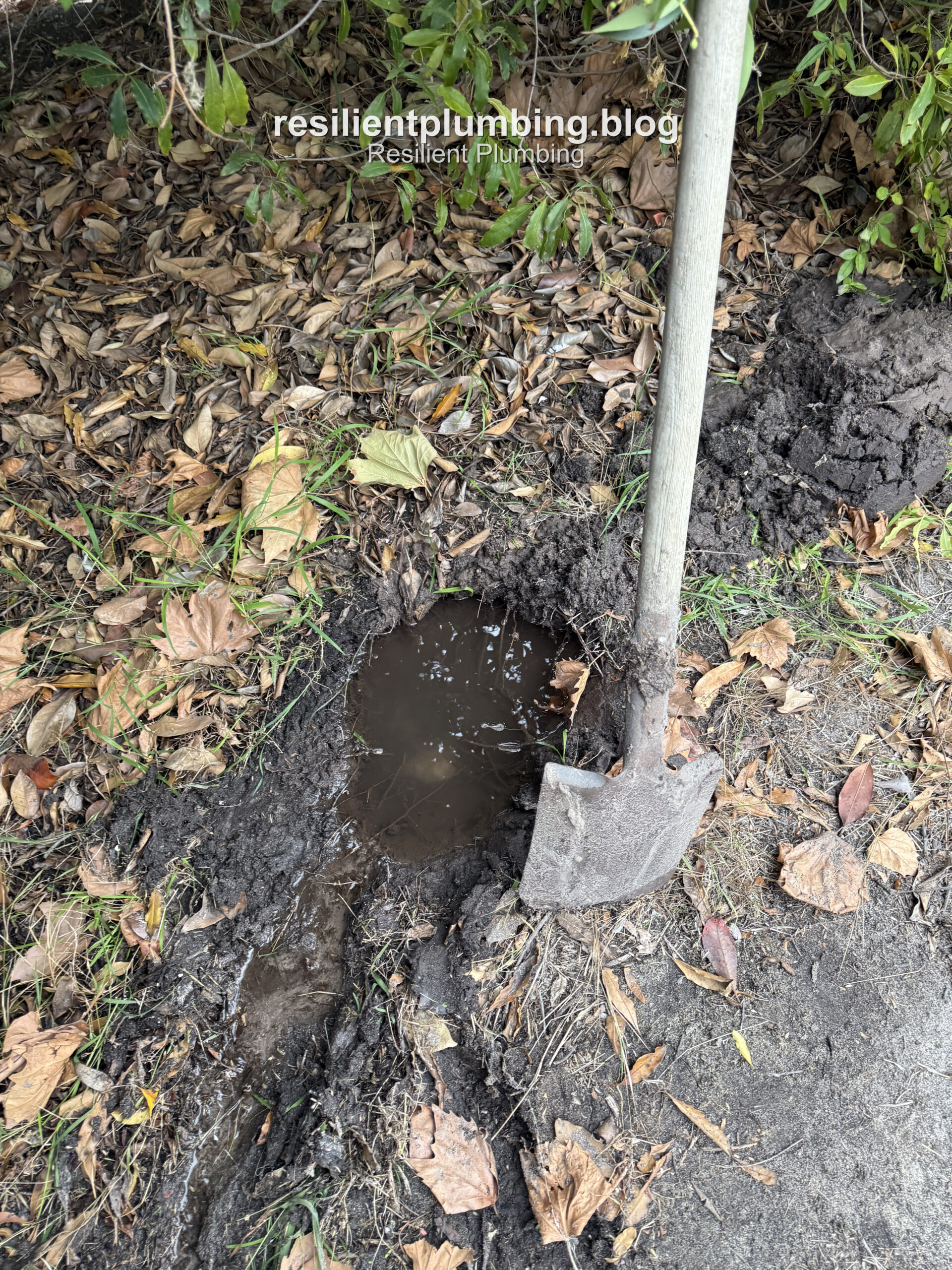 Excavated hole filling with water near tree roots in Camberwell