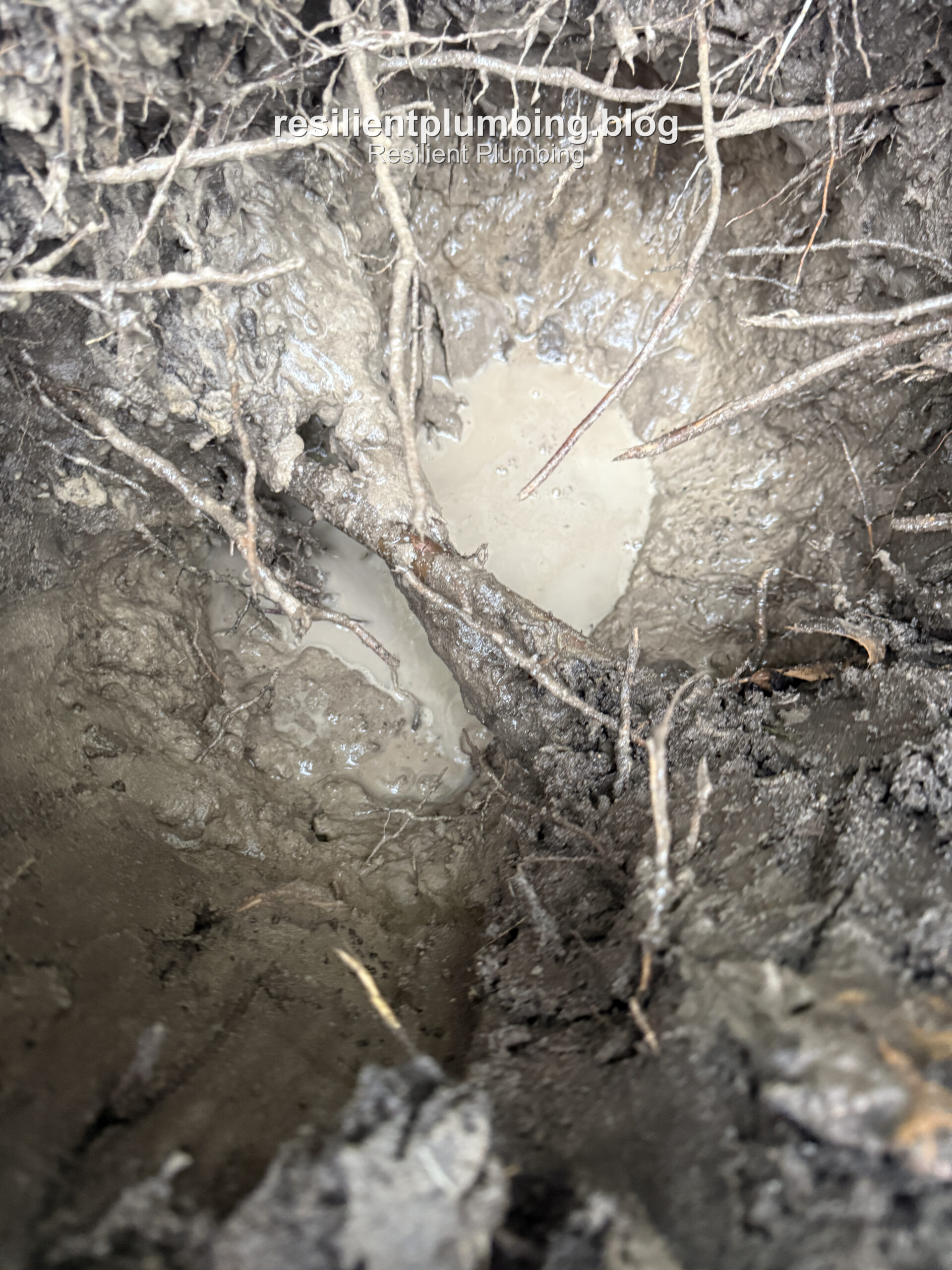 Tree roots surrounding a leaking underground copper pipe